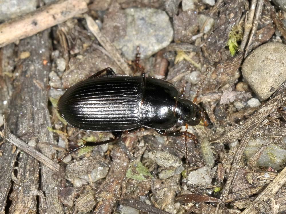 Amara?  No, Harpalus cfr. anxius